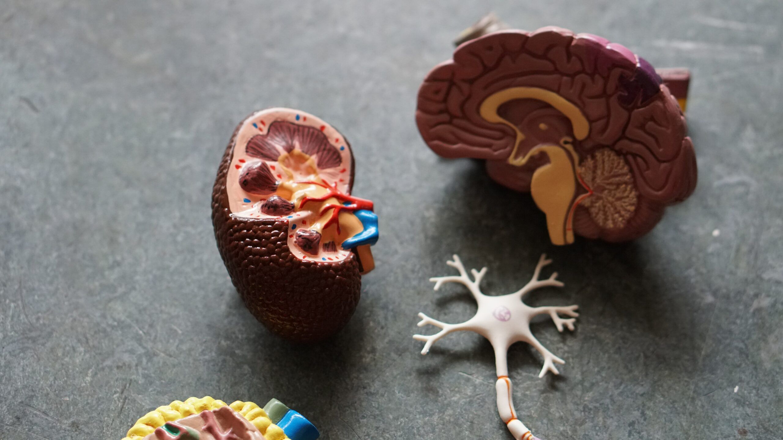 Australia Mortality Rates Based On Chronic Kidney Disease